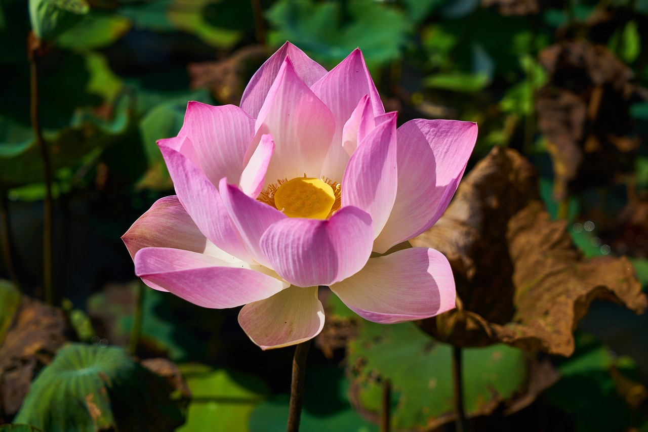 Best Plants for a Tropical Backyard Retreat